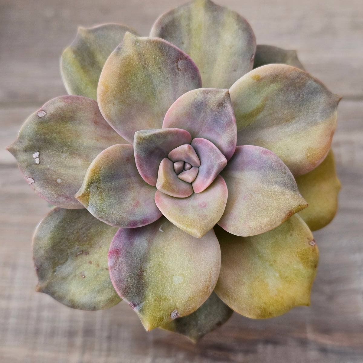Graptopetalum 'Purple Delight' Variegated (Yellow Variegation)