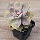 Graptopetalum 'Purple Delight' Variegated (Yellow Variegation)