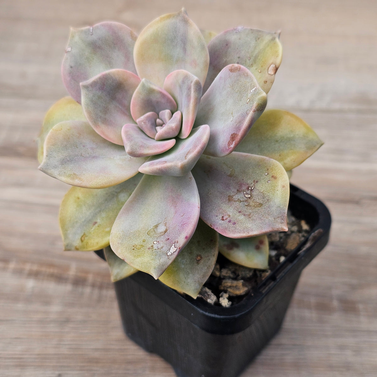 Graptopetalum 'Purple Delight' Variegated (Yellow Variegation)