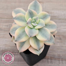 Load image into Gallery viewer, Graptopetalum 'Purple Delight' Variegated (Yellow Variegation)
