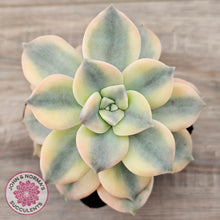 Load image into Gallery viewer, Graptopetalum 'Purple Delight' Variegated (Yellow Variegation)
