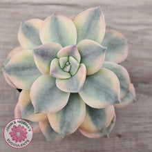 Load image into Gallery viewer, Graptopetalum 'Purple Delight' Variegated (Yellow Variegation)
