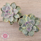 Graptopetalum 'Purple Delight' Variegated (Yellow Variegation)
