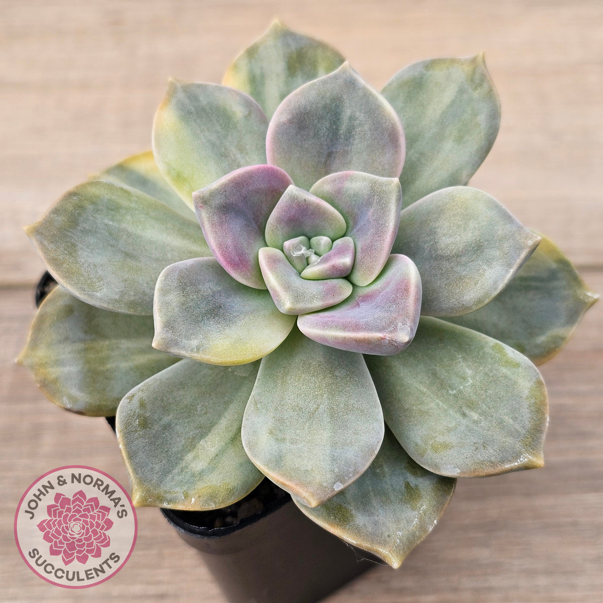 Graptopetalum 'Purple Delight' Variegated (Yellow Variegation)