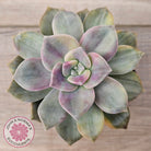 Graptopetalum 'Purple Delight' Variegated (Yellow Variegation)