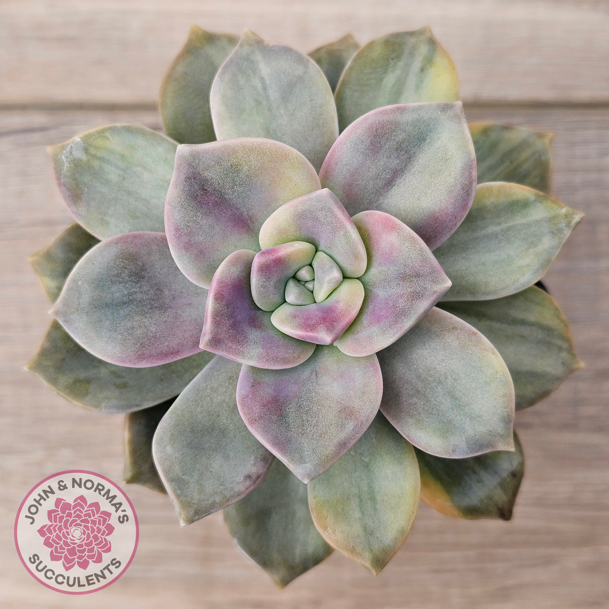 Graptopetalum 'Purple Delight' Variegated (Yellow Variegation)