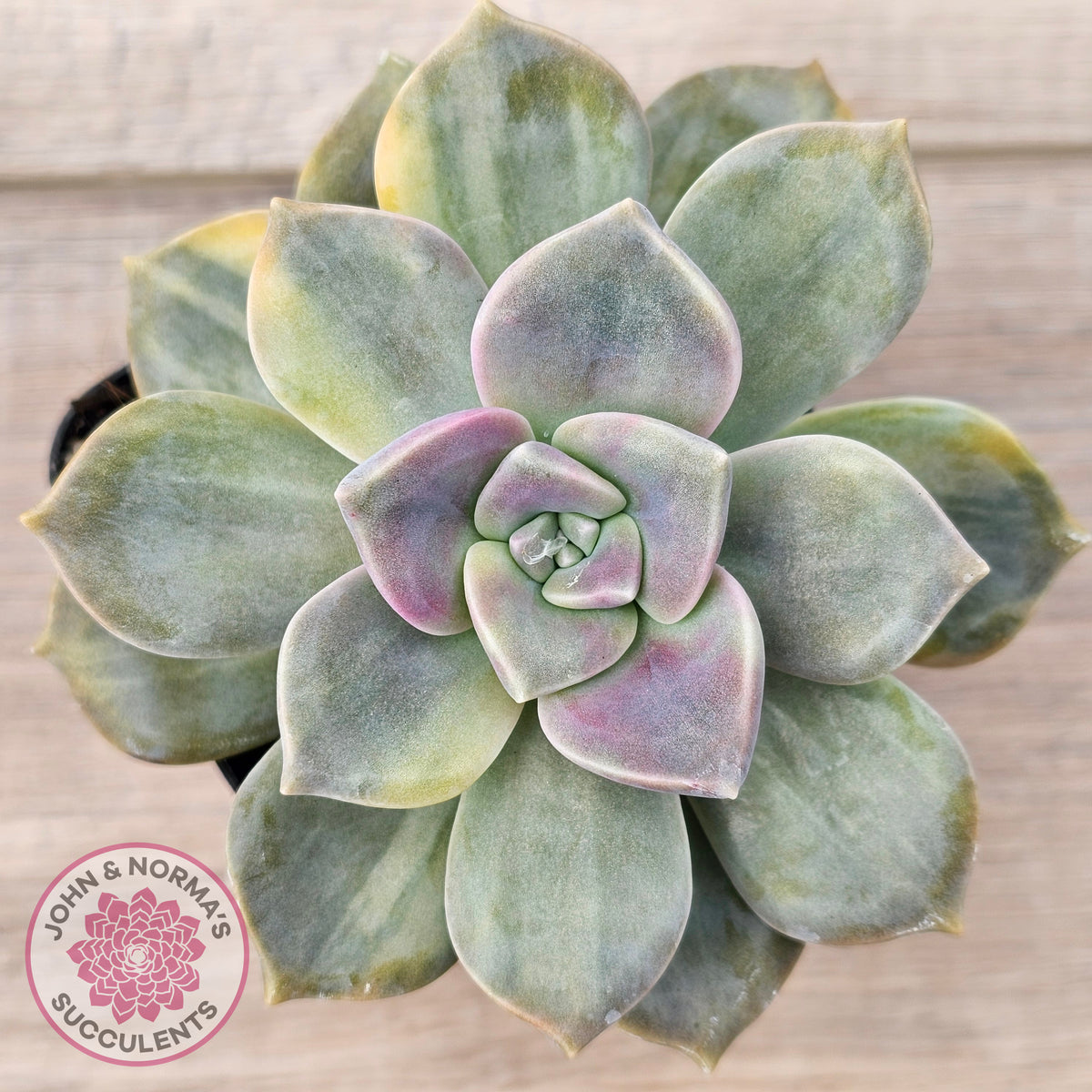 Graptopetalum 'Purple Delight' Variegated (Yellow Variegation)