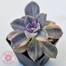 Load image into Gallery viewer, Graptopetalum &#39;Purple Delight&#39; Variegated (Yellow Variegation) - John &amp; Norma&#39;s Succulents Australia
