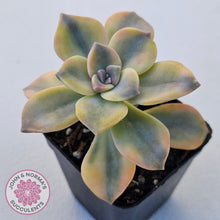 Load image into Gallery viewer, Graptopetalum &#39;Purple Delight&#39; Variegated (Yellow Variegation) - John &amp; Norma&#39;s Succulents Australia
