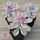 Graptopetalum 'Purple Delight' Variegated aka 'Snow White'