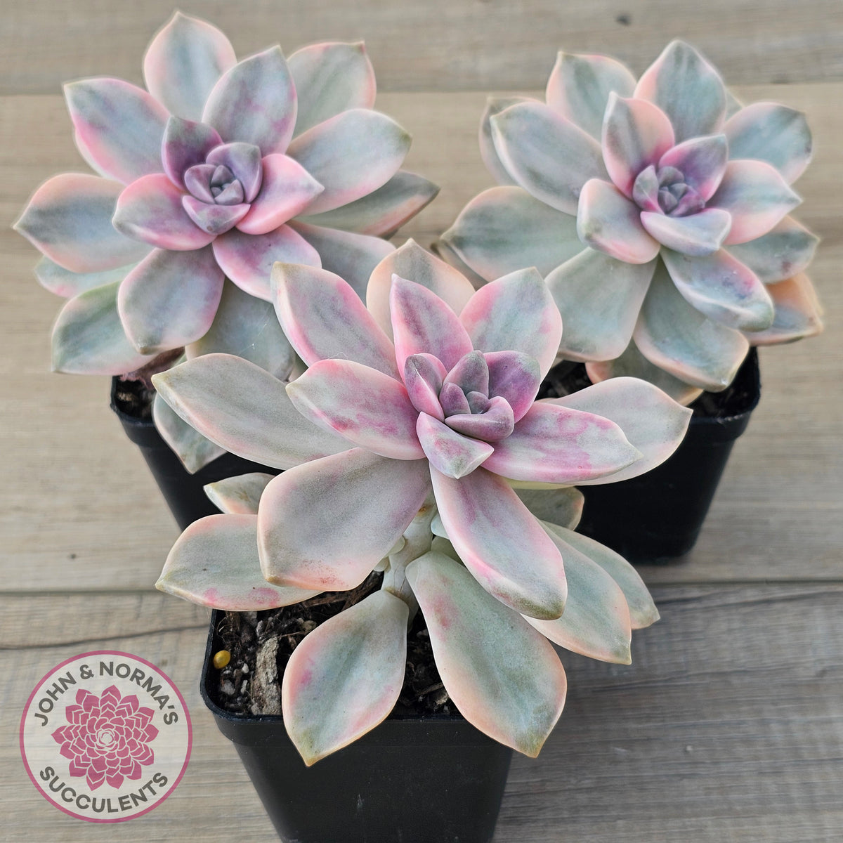 Graptopetalum 'Purple Delight' Variegated aka 'Snow White'