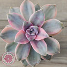 Graptopetalum 'Purple Delight' Variegated aka 'Snow White'