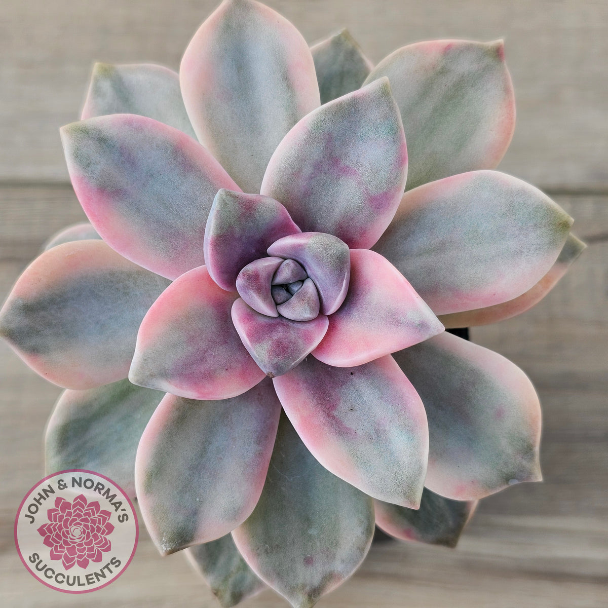 Graptopetalum 'Purple Delight' Variegated aka 'Snow White'
