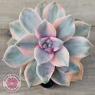 Graptopetalum 'Purple Delight' Variegated aka 'Snow White'