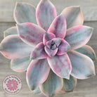 Graptopetalum 'Purple Delight' Variegated aka 'Snow White'
