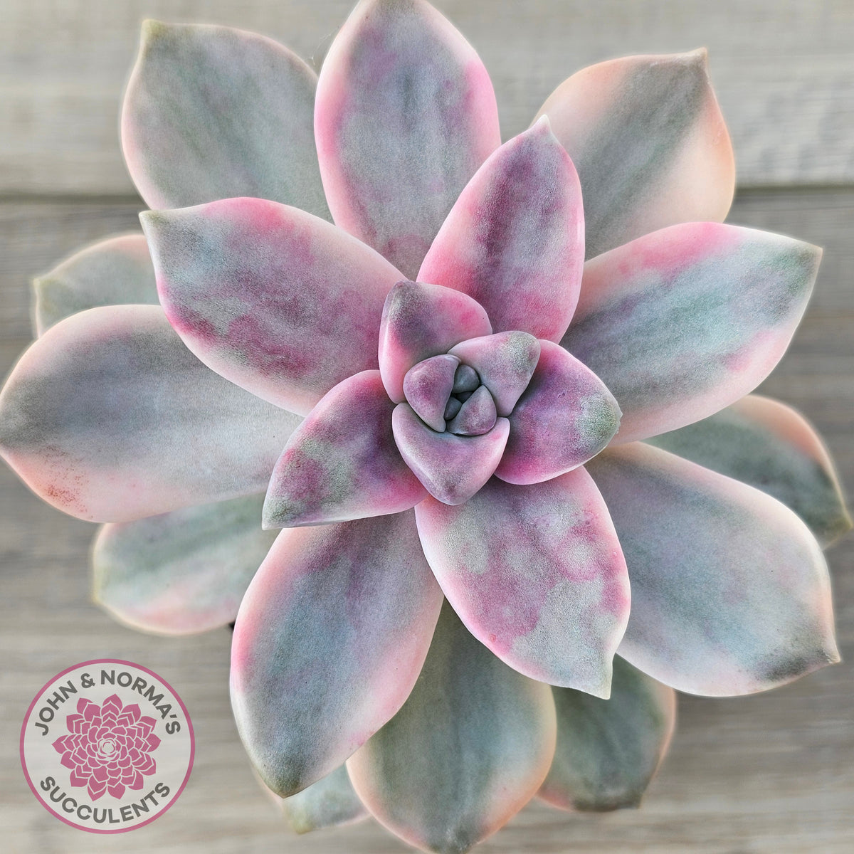 Graptopetalum 'Purple Delight' Variegated aka 'Snow White'