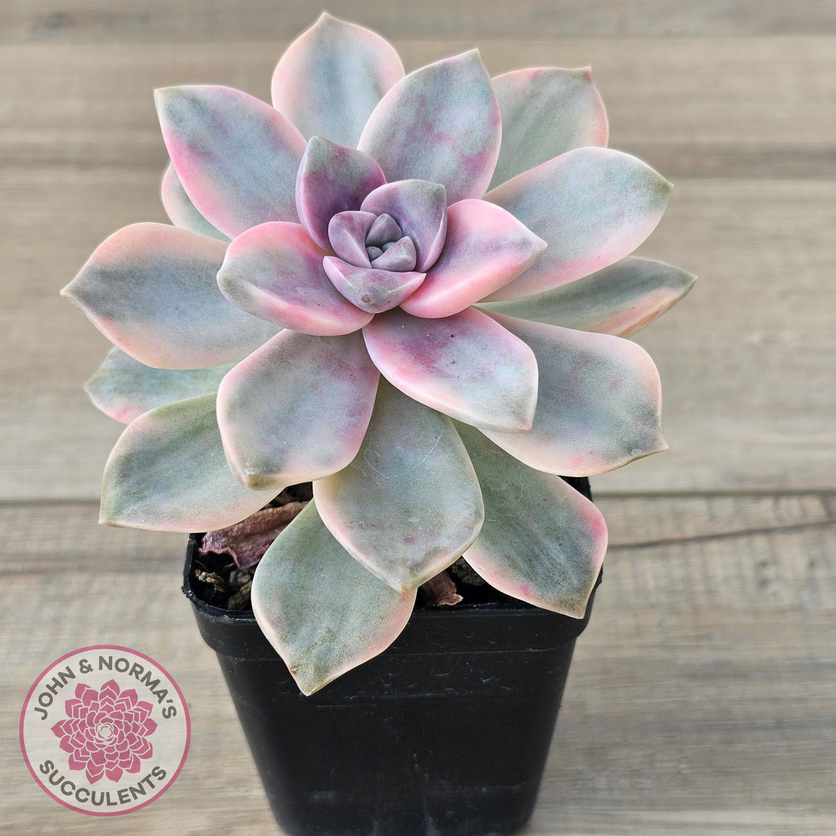 Graptopetalum 'Purple Delight' Variegated aka 'Snow White'