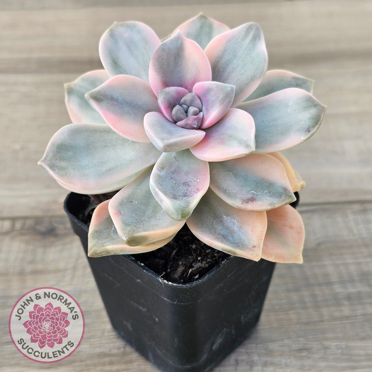 Graptopetalum 'Purple Delight' Variegated aka 'Snow White'