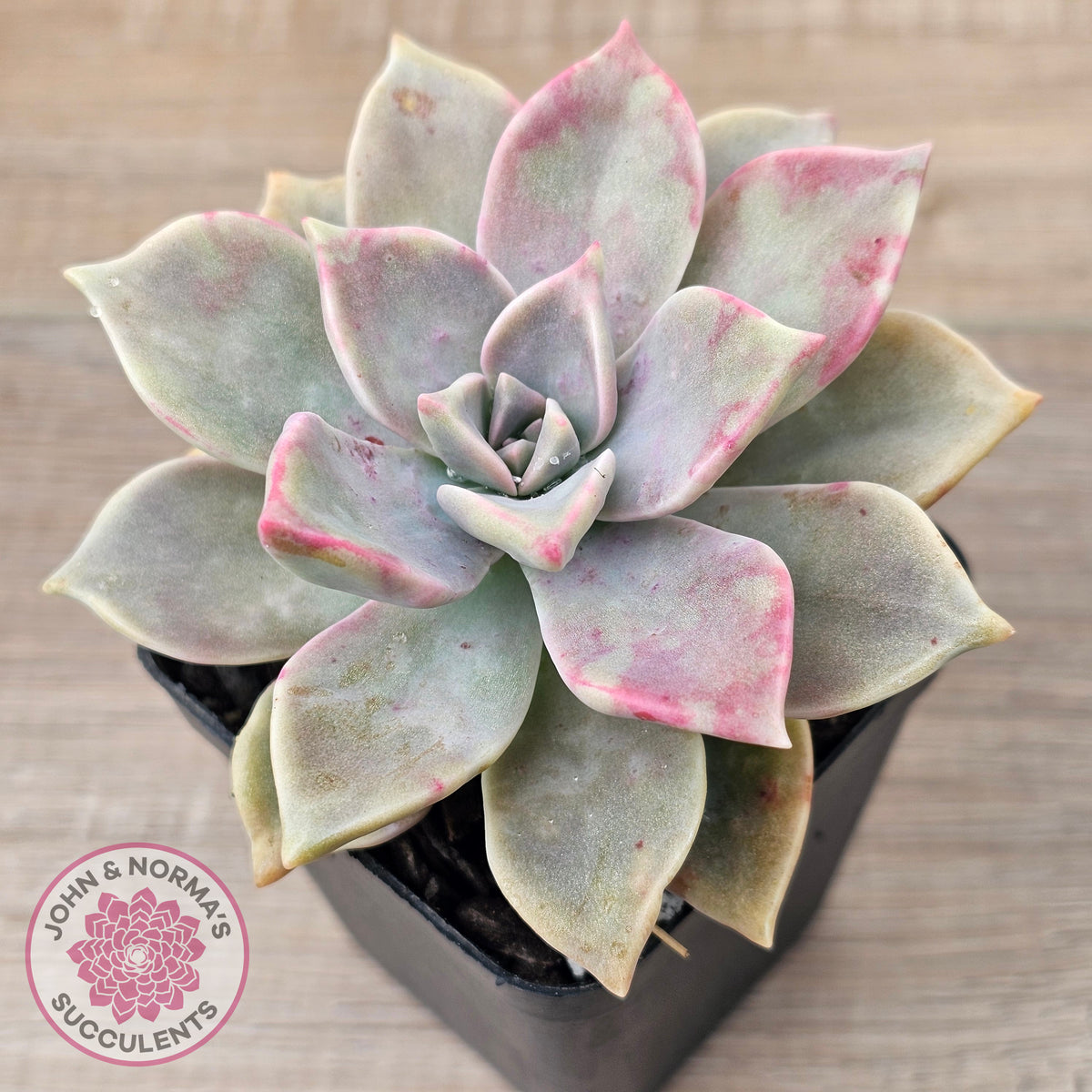 Graptopetalum 'Purple Haze'