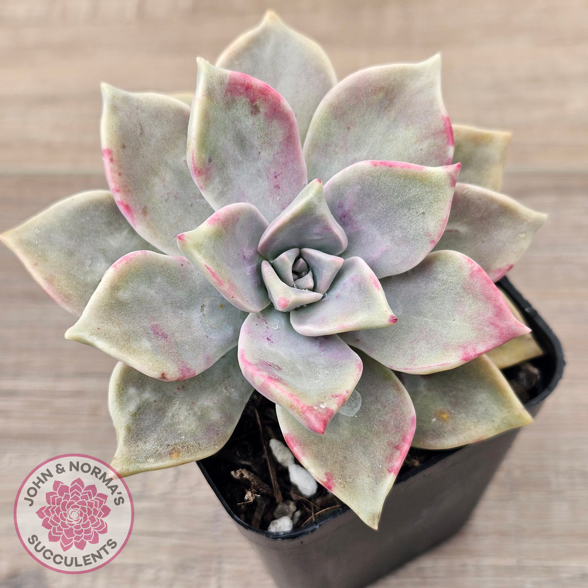Graptopetalum 'Purple Haze'