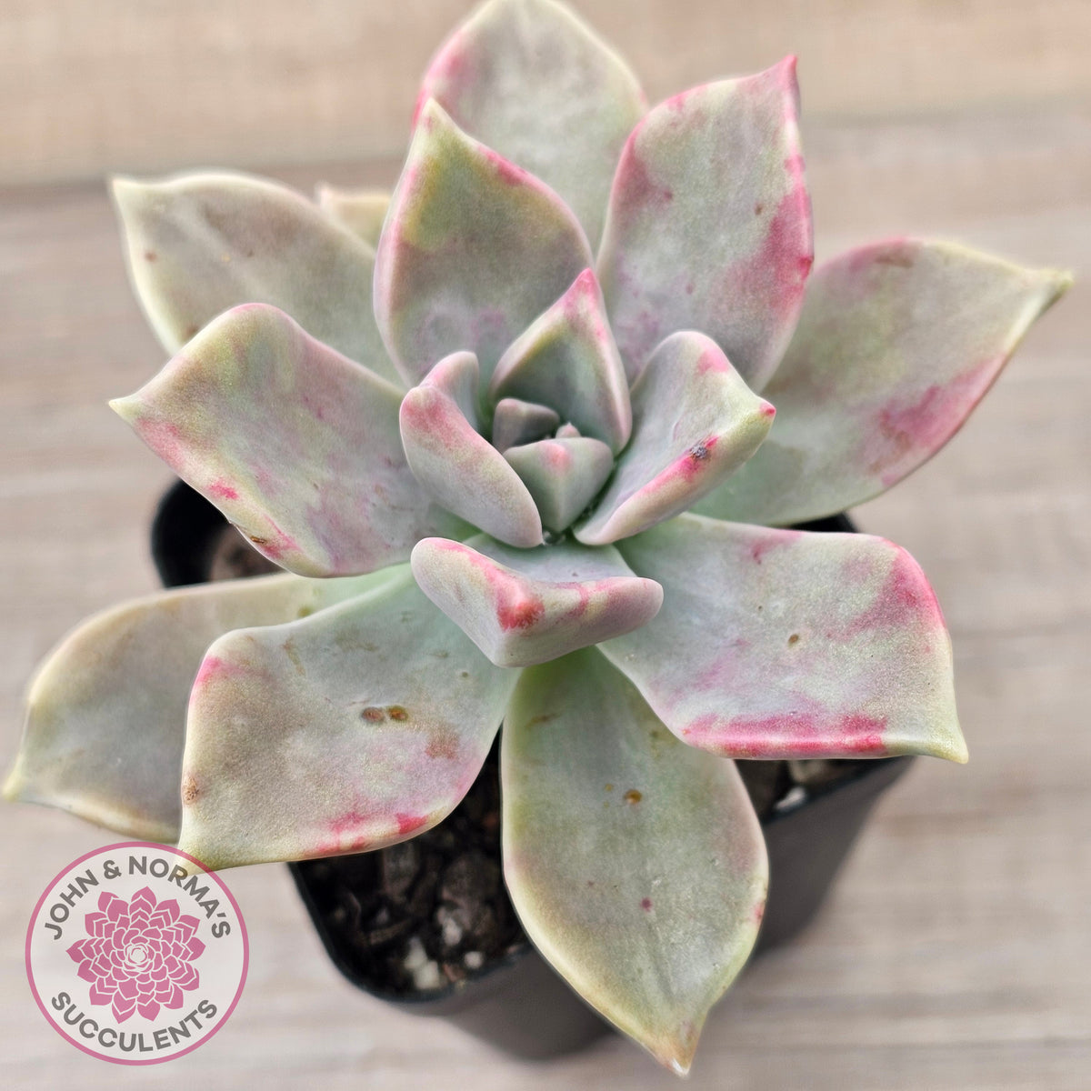 Graptopetalum 'Purple Haze'