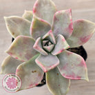 Graptopetalum 'Purple Haze'