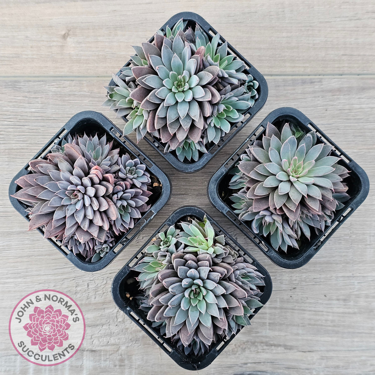 Graptopetalum 'Rusbyi' - Multi
