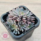 Graptopetalum 'Rusbyi' - Multi