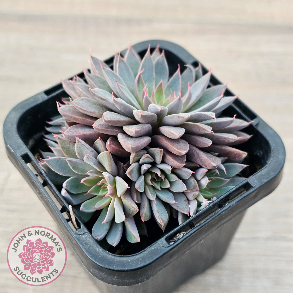 Graptopetalum 'Rusbyi' - Multi