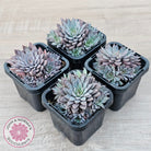 Graptopetalum 'Rusbyi' - Multi
