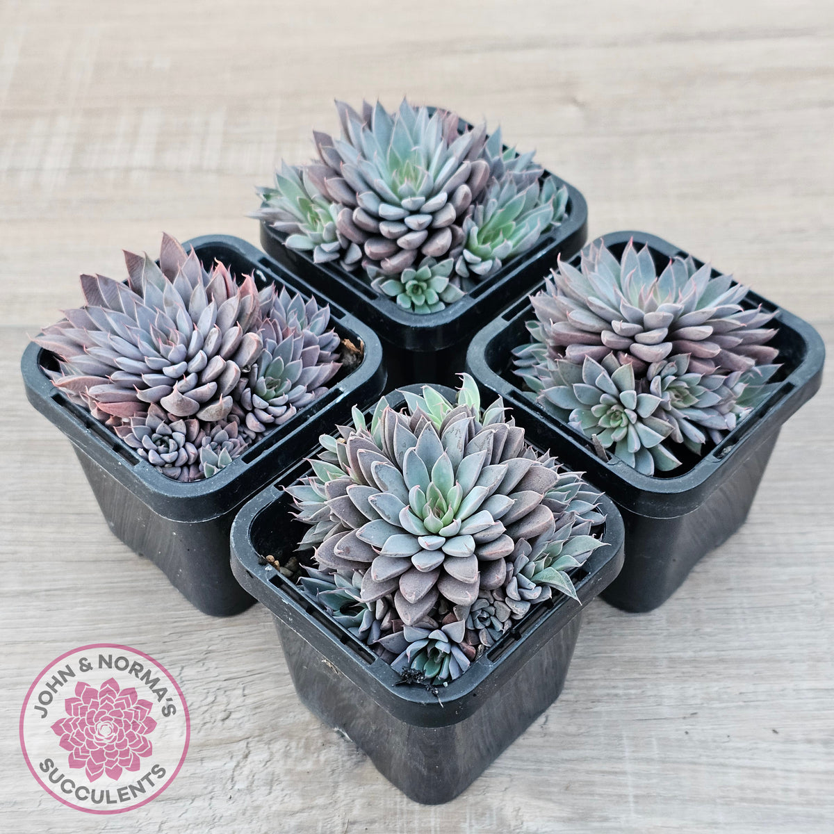 Graptopetalum 'Rusbyi' - Multi