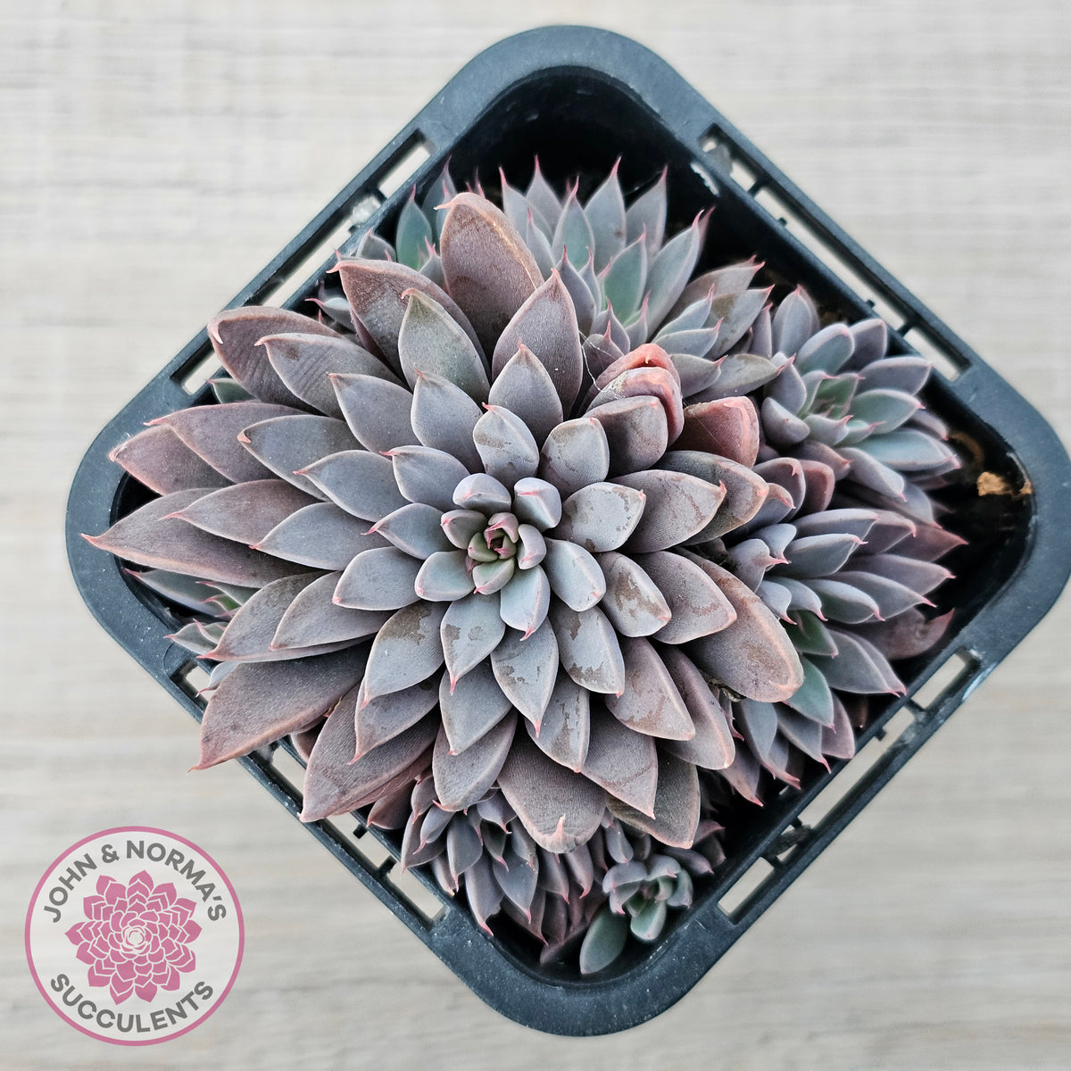 Graptopetalum 'Rusbyi' - Multi