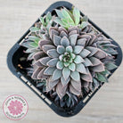 Graptopetalum 'Rusbyi' - Multi