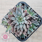 Graptopetalum 'Rusbyi' - Multi