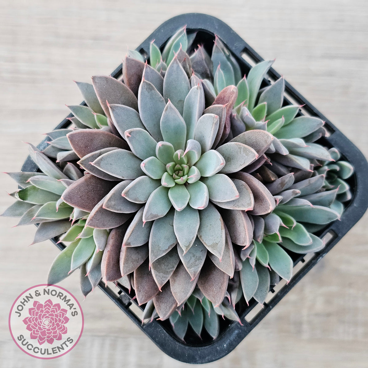 Graptopetalum 'Rusbyi' - Multi
