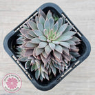 Graptopetalum 'Rusbyi' - Multi
