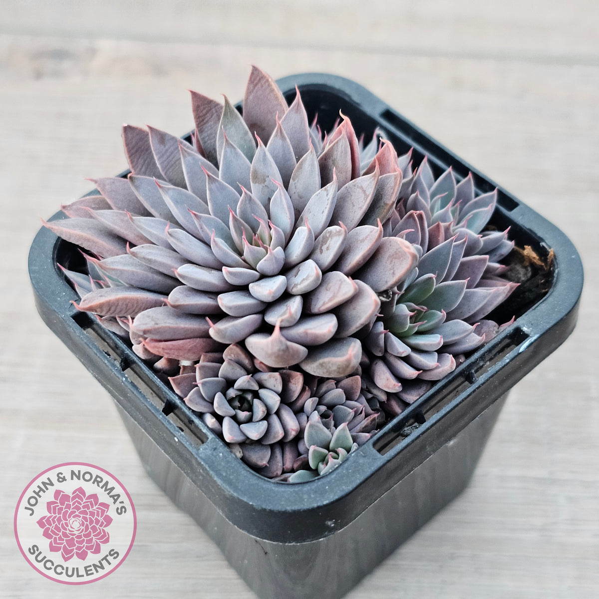 Graptopetalum 'Rusbyi' - Multi