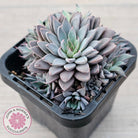 Graptopetalum 'Rusbyi' - Multi