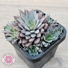 Graptopetalum 'Rusbyi' - Multi