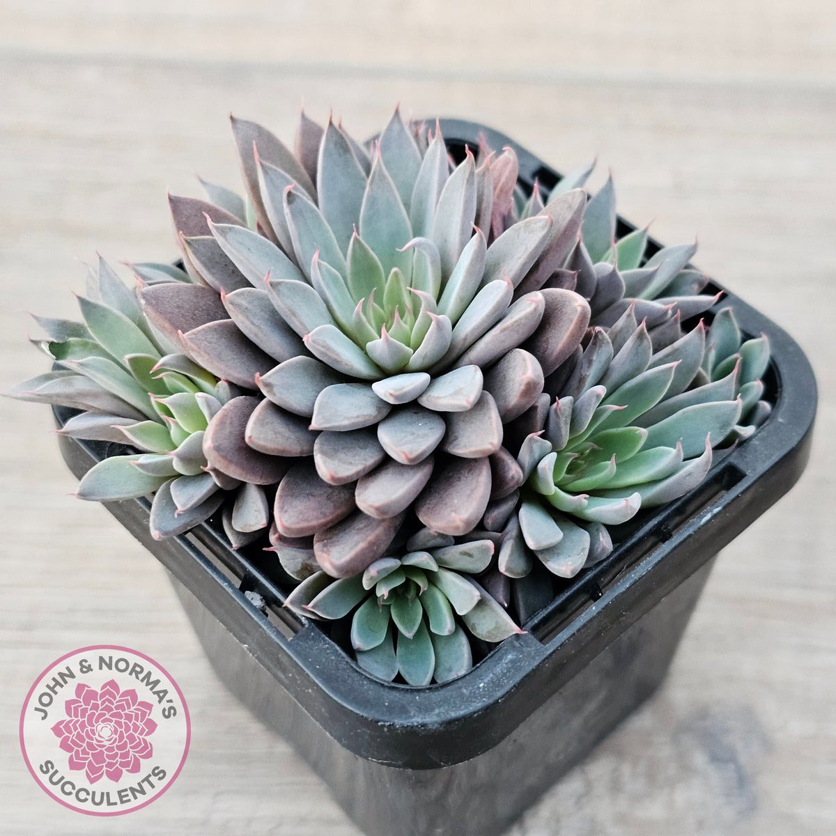 Graptopetalum 'Rusbyi' - Multi