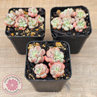 Graptopetalum 'Tonka Bean'