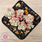 Graptopetalum 'Tonka Bean'