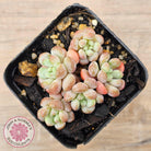 Graptopetalum 'Tonka Bean'