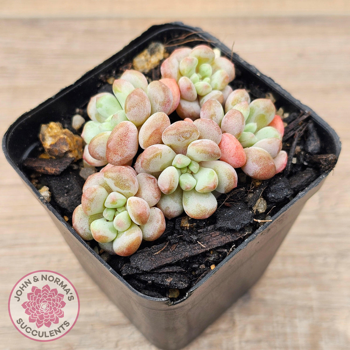 Graptopetalum 'Tonka Bean'