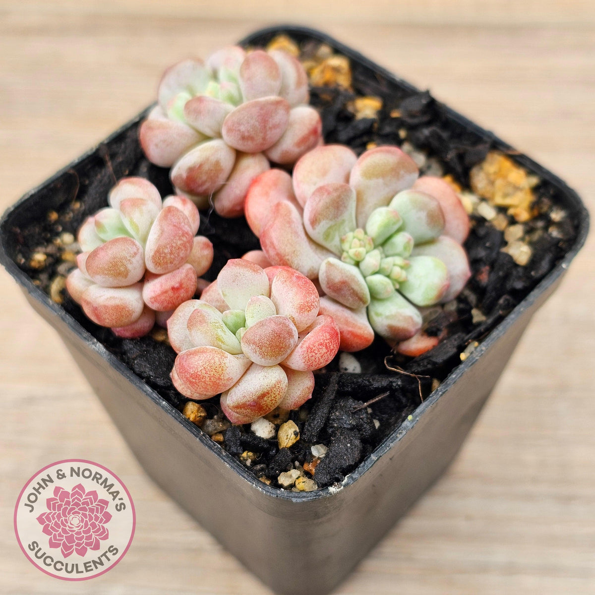 Graptopetalum 'Tonka Bean'