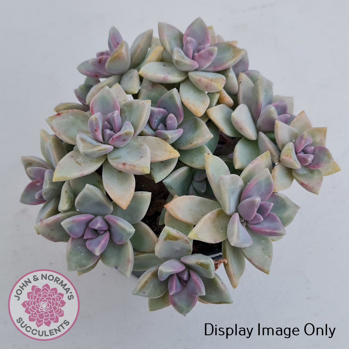 Graptopetalum Victor Kane