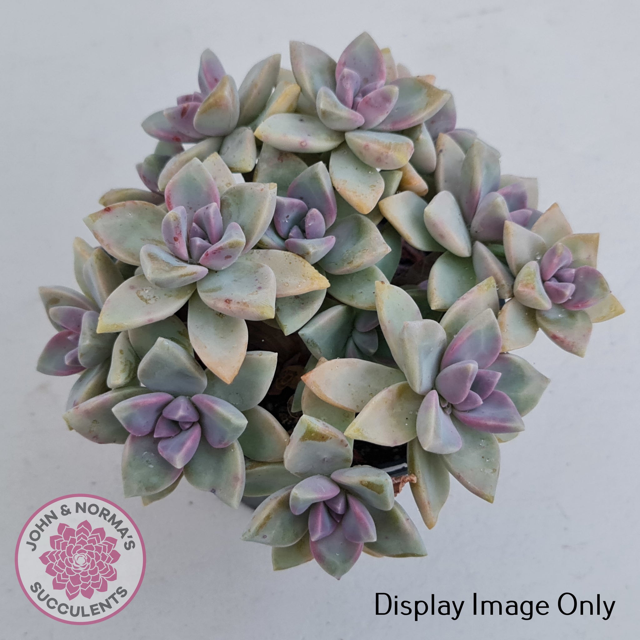 victor kane succulent Buy Graptopetalum Victor Kane Australia