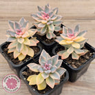 Graptopetalum 'Victor Kane' Variegata