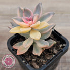Graptopetalum 'Victor Kane' Variegata