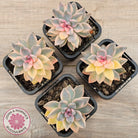 Graptopetalum 'Victor Kane' Variegata